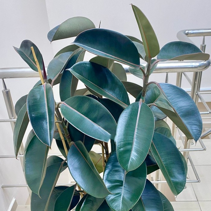 Фикус каучуконосный Абиджан (3 ствола)